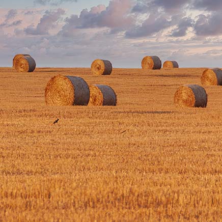 hay field